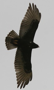 Zone-tailed Hawk